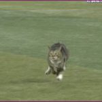 プロ野球の阪神DeNA戦に乱入したネコが可愛い！動画や画像は？