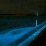 由比ヶ浜(鎌倉)の夜光虫を観られる場所と時間！動画と注意点についても
